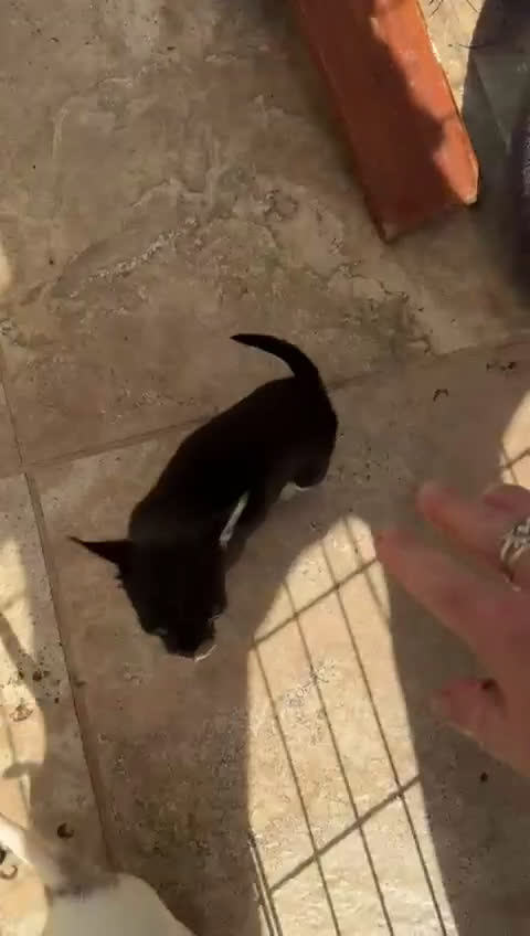 Chihuahua perros en venta: Chihuahua Toy super pequeños preciosos  - Video 1