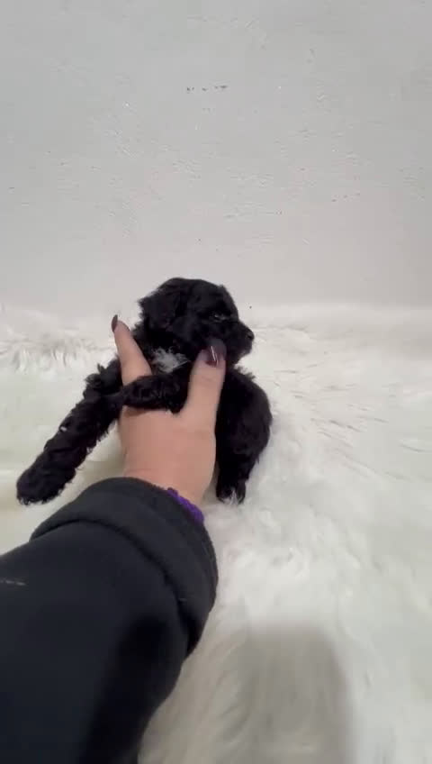 Maltipoo perros en venta: MALTIPOO TOY  - Video 1