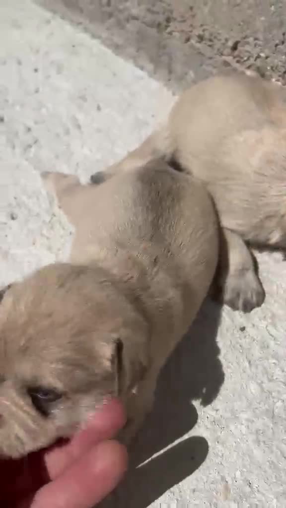 Schnauzer Miniatura perros en venta: Schnauzer Miniatura marrones - Video 1