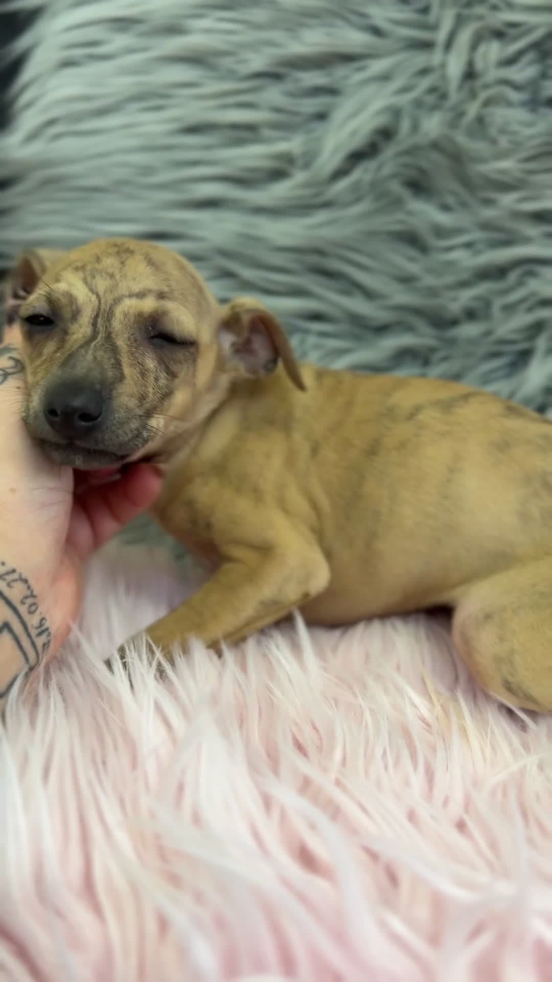 Pequeño Lebrel Italiano perros en venta: Piccolo italiana atigrada   - Video 1