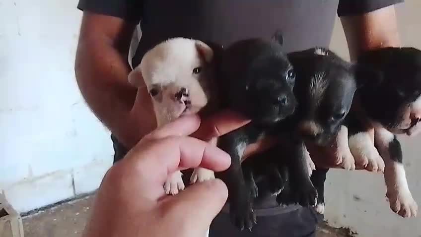 Bulldog Francés perros en venta: Cachorros de bulldog francés  - Video 1