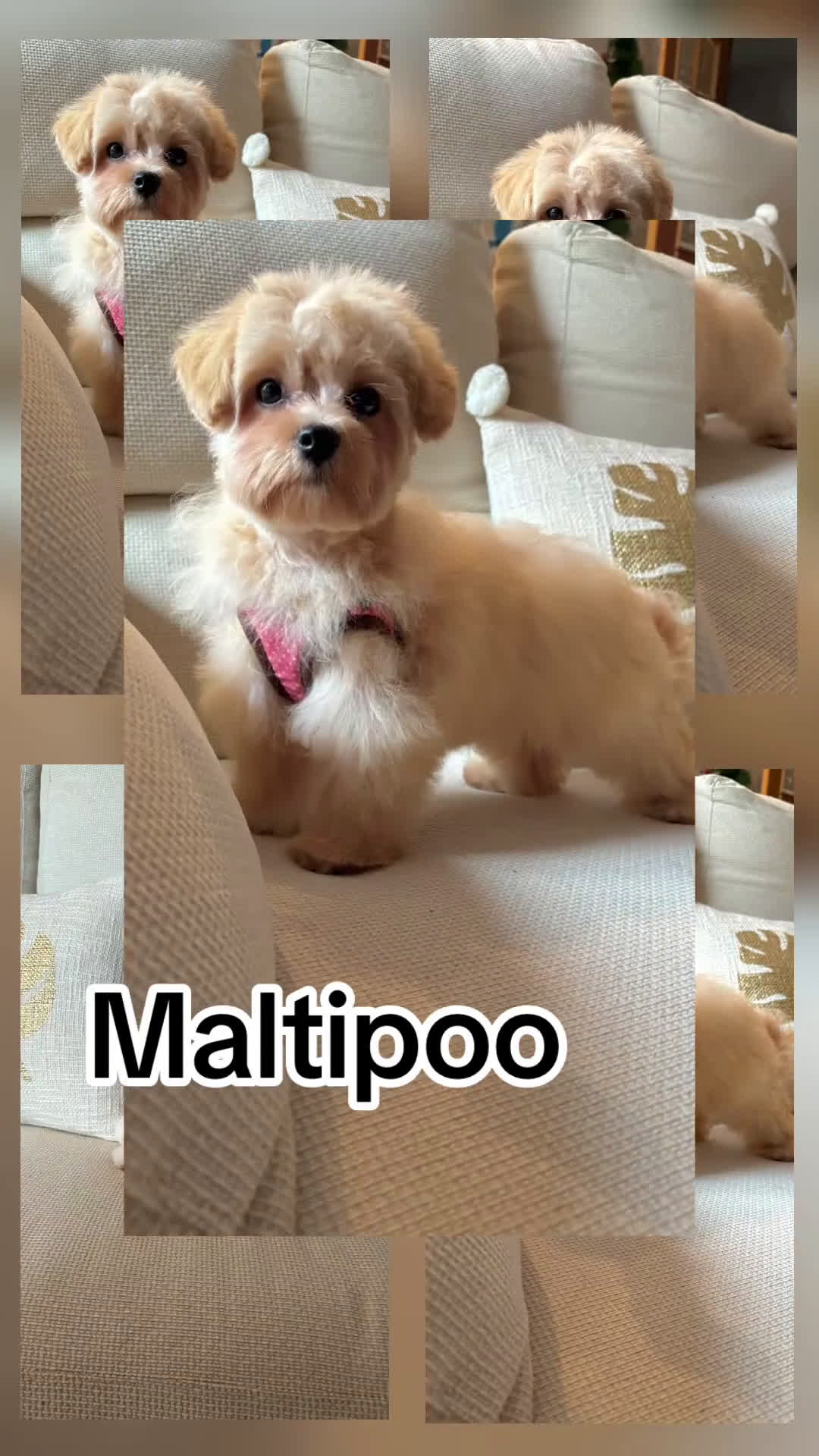 Maltipoo perros en venta: Maltipoo Toy (Tamaño Garantizado) - Video 1