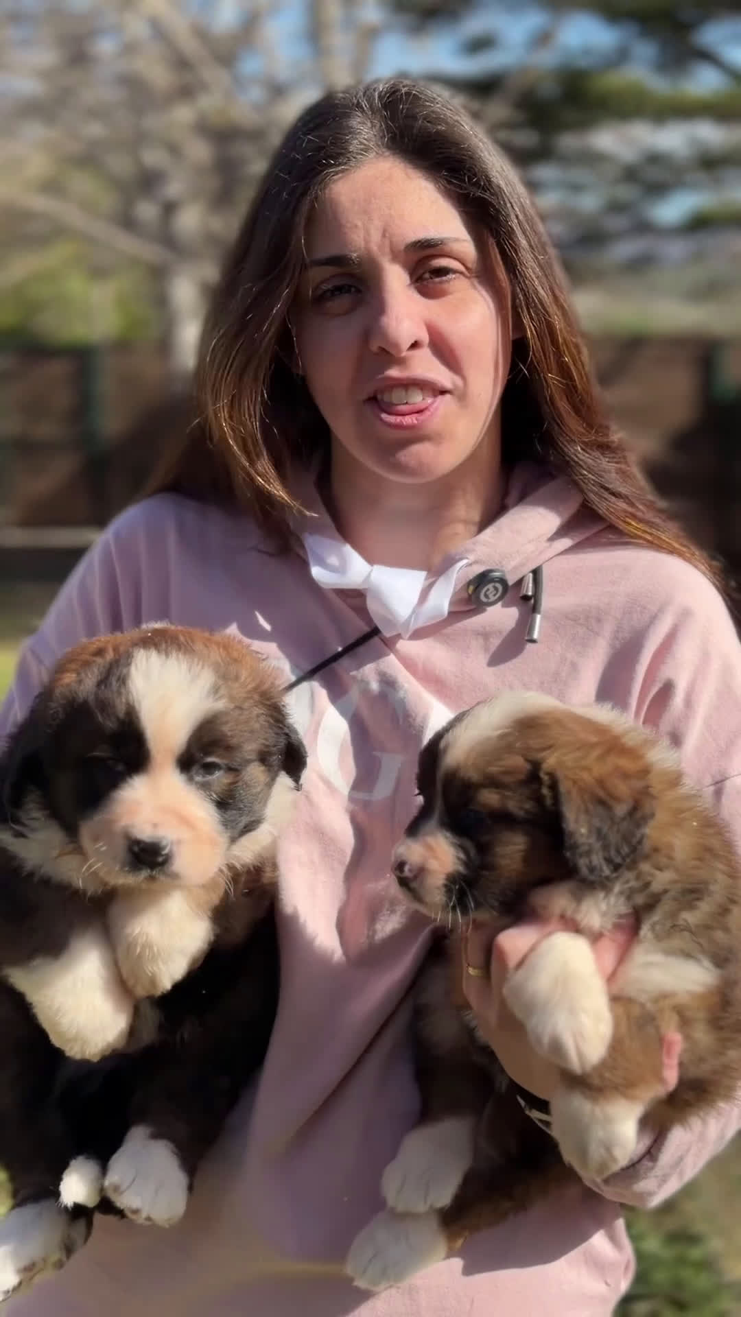 Raza Mixta perros en venta: San bernese  - Video 1