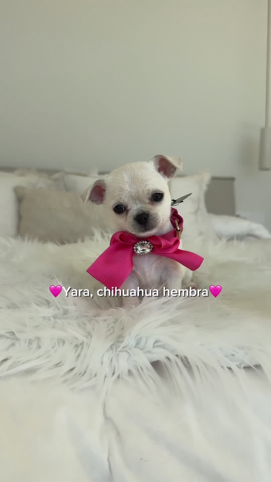 Chihuahua perros en venta: Chihuahua hembra - Video 1