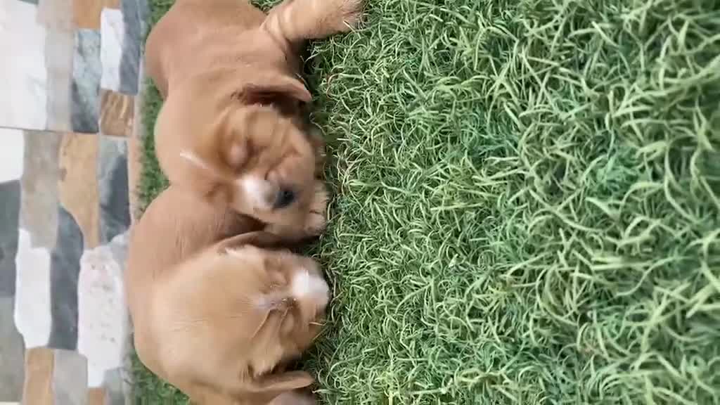 Cocker Spaniel Inglés perros en venta: Cocker spanish ingles disponibles  - Video 2