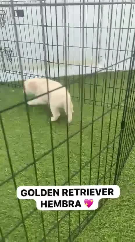 Golden Retriever perros en venta: CAMADA DE GOLDEN RETRIEVER PRECIOSO  - Video 2