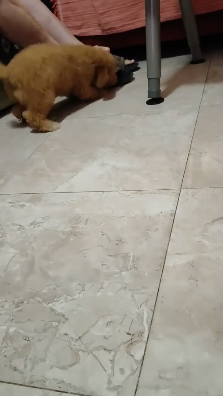 Caniche Toy perros en venta: Caniche toy - Video 1