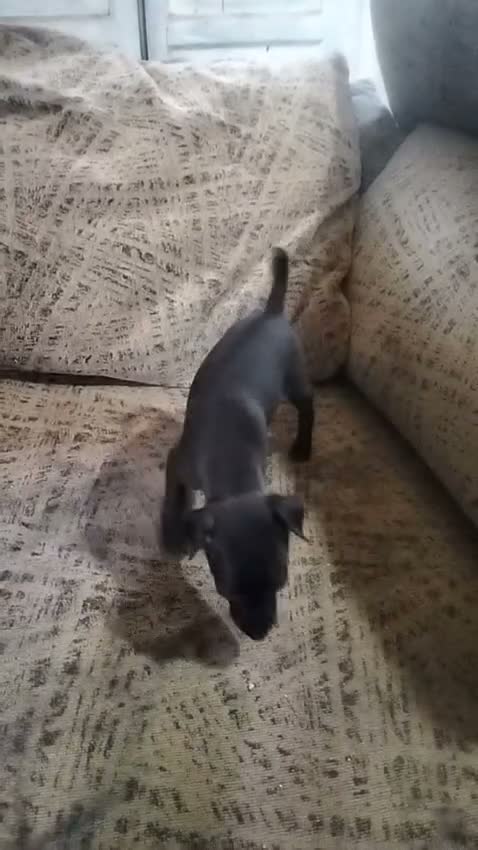 Pequeño Lebrel Italiano perros en venta: Exclusivos Cachorros Piccolo Italiano Negros - Video 1
