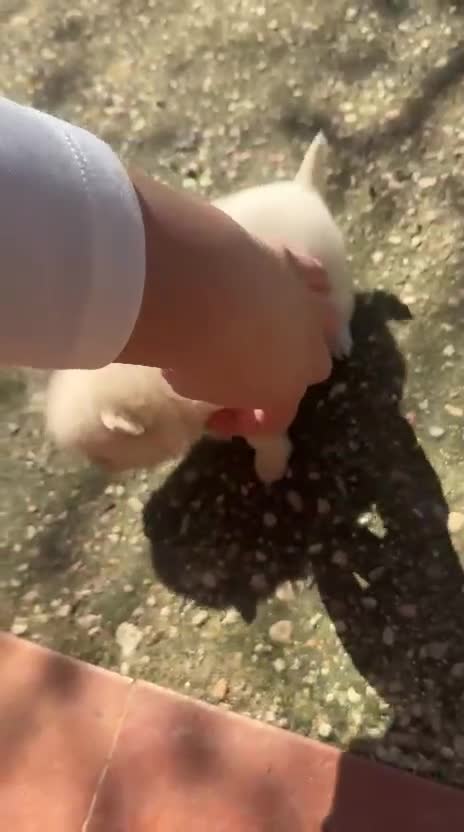 Pomerania perros en venta: Disponible 3 machitos POMERANIA - Video 4