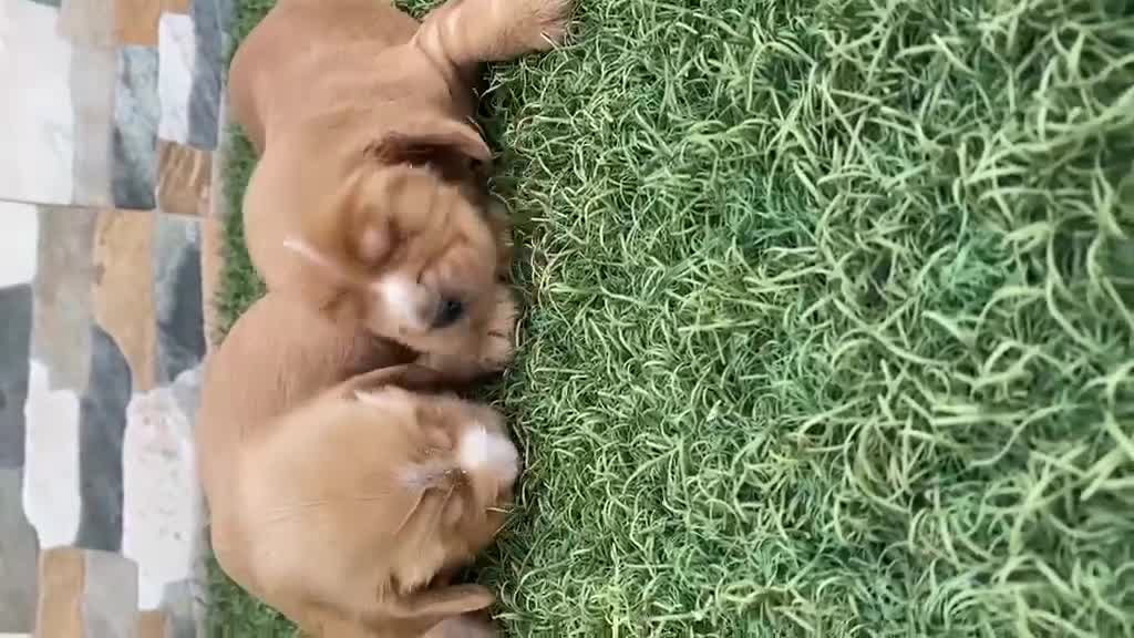 Cocker Spaniel Inglés perros en venta: Cocker spanish ingles disponibles  - Video 2