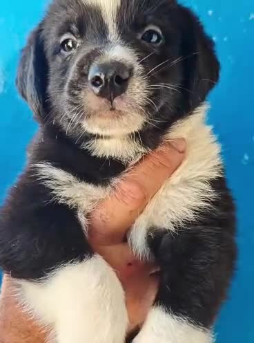 Mastín Español perros en adopcion: Mastin español - Video 2