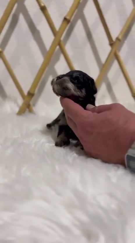 Schnauzer Miniatura perros en venta: SCHNAUZER MINIATURA - Video 3