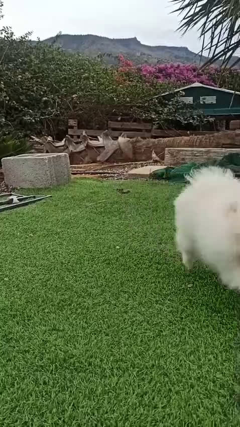 Pomerania perros en venta: Pomerania lulu Toy macho blanco  - Video 1
