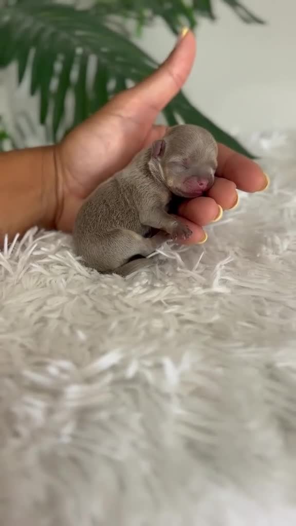 Chihuahua perros en venta: CHIHUAHUA LILAC 🎀 - Video 1