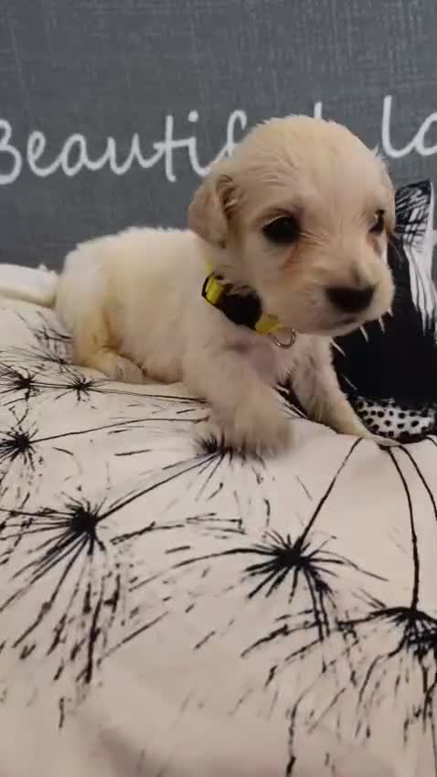 Golden Retriever perros en venta: Golden Retriever  - Video 2