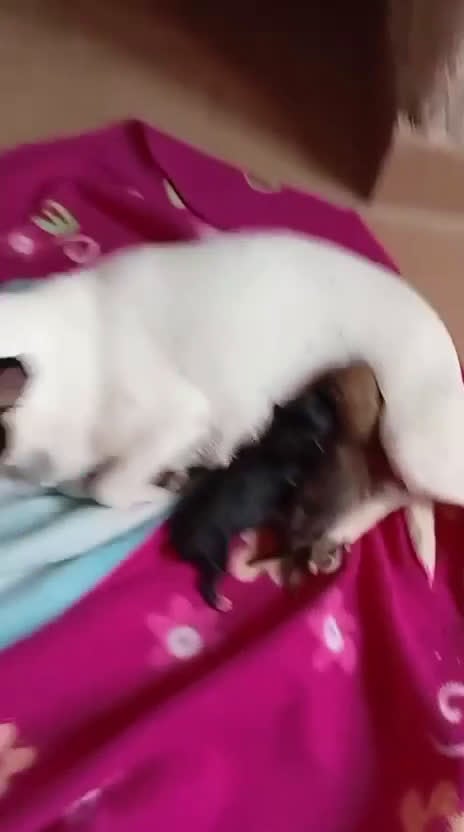 Chihuahua perros en venta: Chihuahuas ya puedes reservar el tuyo  - Video 1