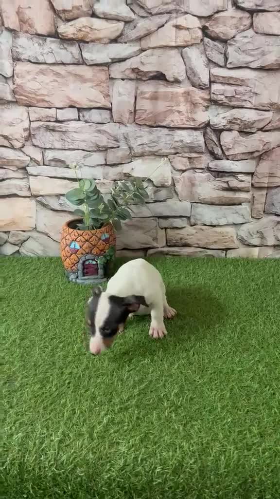 Jack Russell Terrier perros en venta: JACK RUSSELL MINI - Video 1