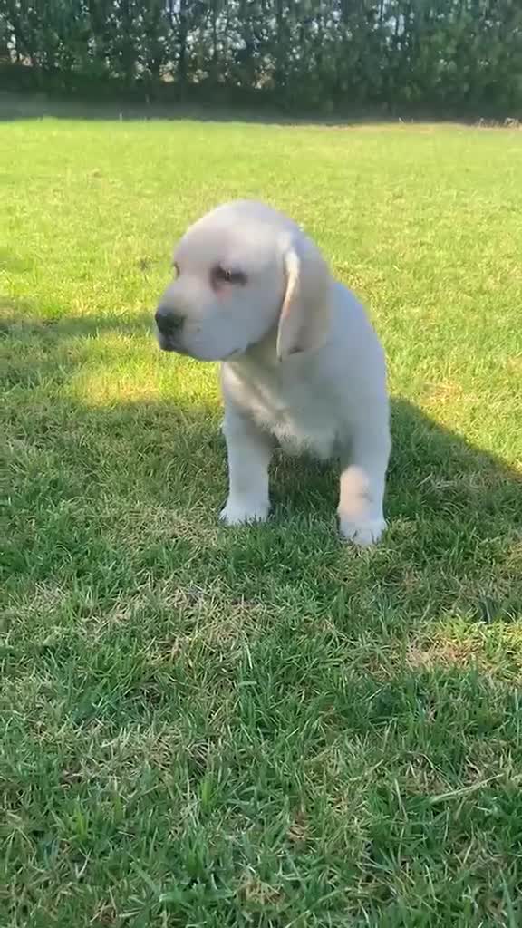 Labrador Retriever perros en venta: Hembra labrador retriever 🐶🐾 en Sevilla - Video 1