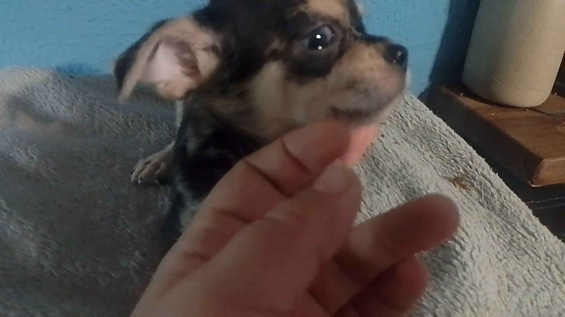 Chihuahua perros en venta: Chihuahua Merle macho  - Video 3