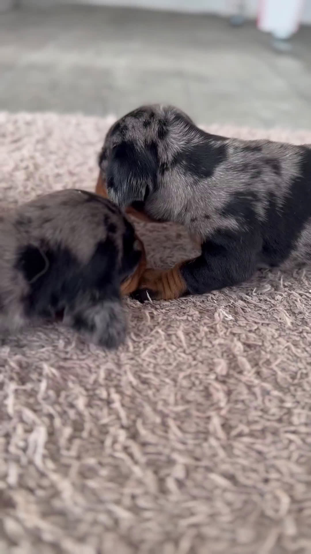 Teckel Miniatura perros en venta: 🐾 Delfina y Fina – Teckel miniatura 🐾 - Video 1