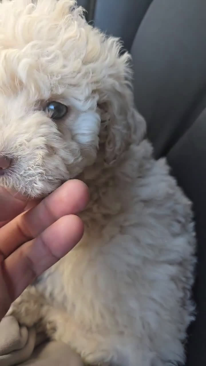 Perro de Agua Español perros en venta: Perro de agua  - Video 1