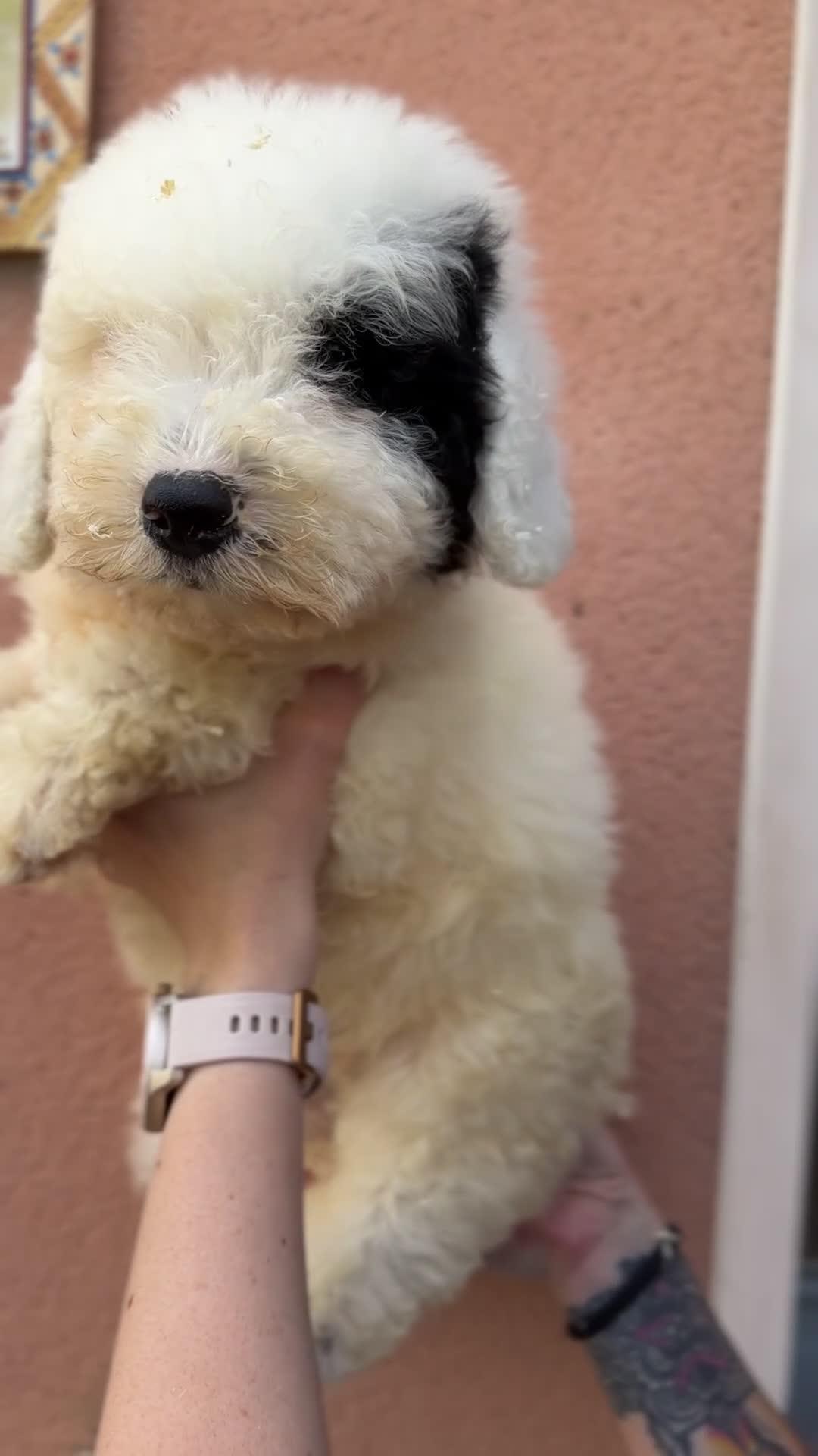 Perro de Agua Español perros en venta: Perro de agua español  - Video 1