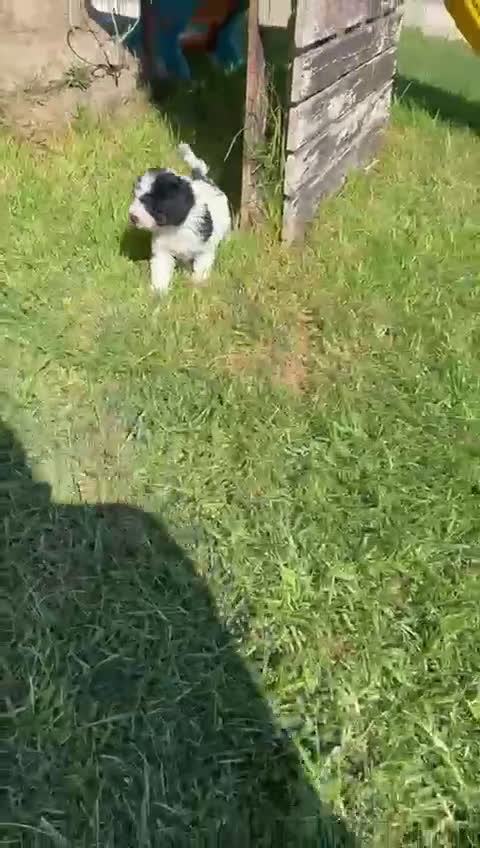 Perro de Agua Español perros en venta: PERRO DE AGUA MACHO - Video 2