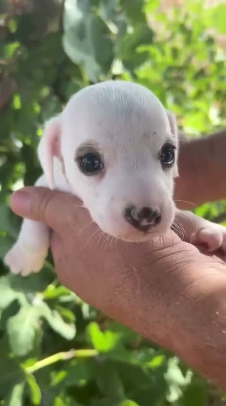 Jack Russell Terrier perros en venta: Jack Russell - Video 4