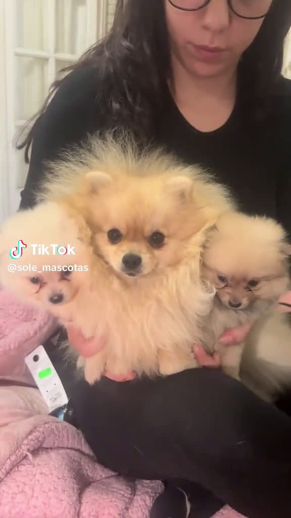 Pomerania perros en venta: 🐾✨ CAMADA DE POMERANIA DISPONIBLE – JORSANPET ✨🐾 - Video 2