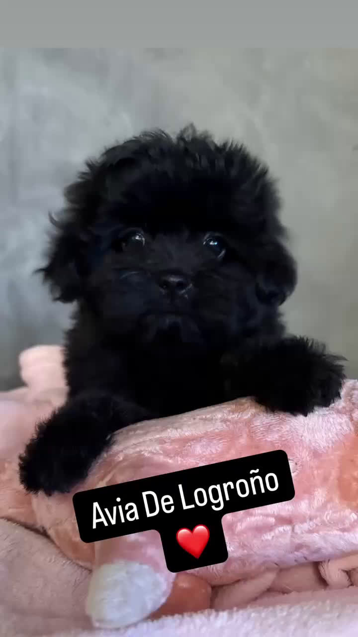 Shihpoo perros en venta: Preciosos Cachorritos  ShihPoo en Villarta - Video 3