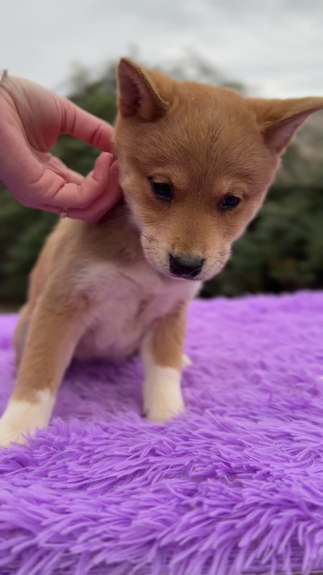 Shiba Inu perros en venta: Shiba Inu roja  - Video 1