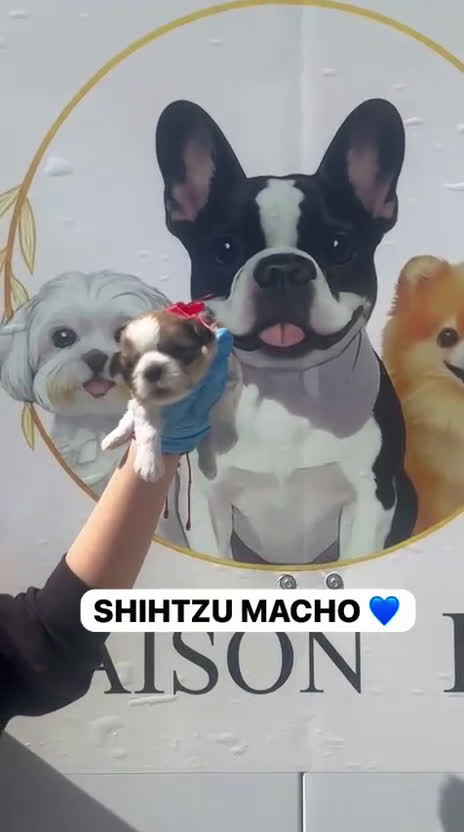 Shih Tzu perros en venta: CAMADA DE SHIHTZU PARA RESERVAR  - Video 5