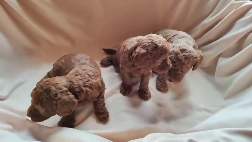 Caniche Toy perros en venta: ‼️‼️CANICHE TOY ROJOS 50% ASIÁTICOS - Video 2