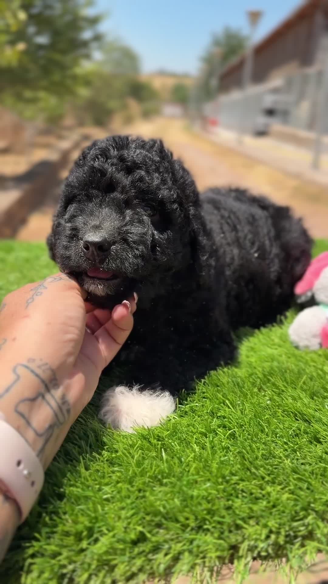 Raza Mixta perros en venta: Foodle  - Video 1