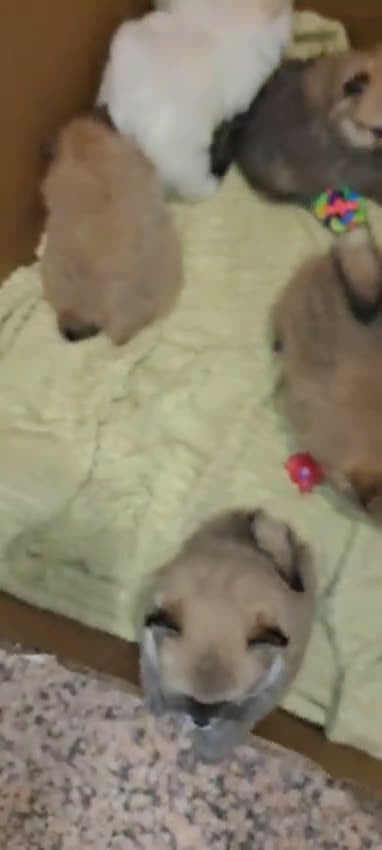 Pomerania perros en venta: Pomerania lulu Toy blanco y sable chatos y peludos - Video 1