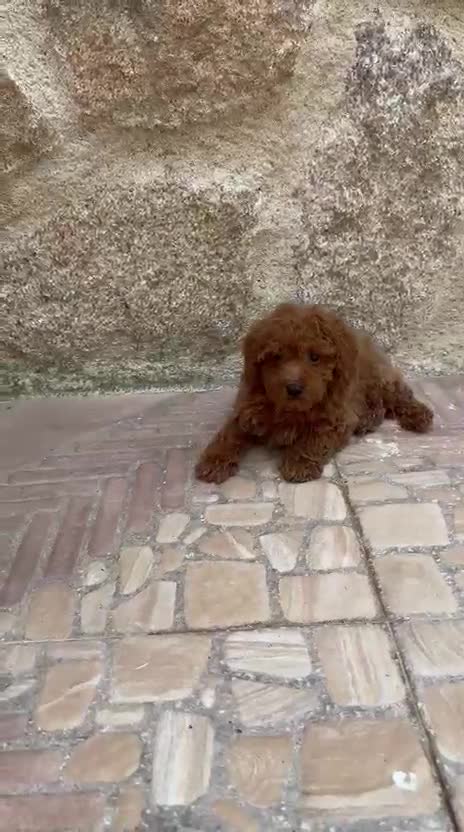 Caniche Toy perros en venta: Caniche toy - Video 1