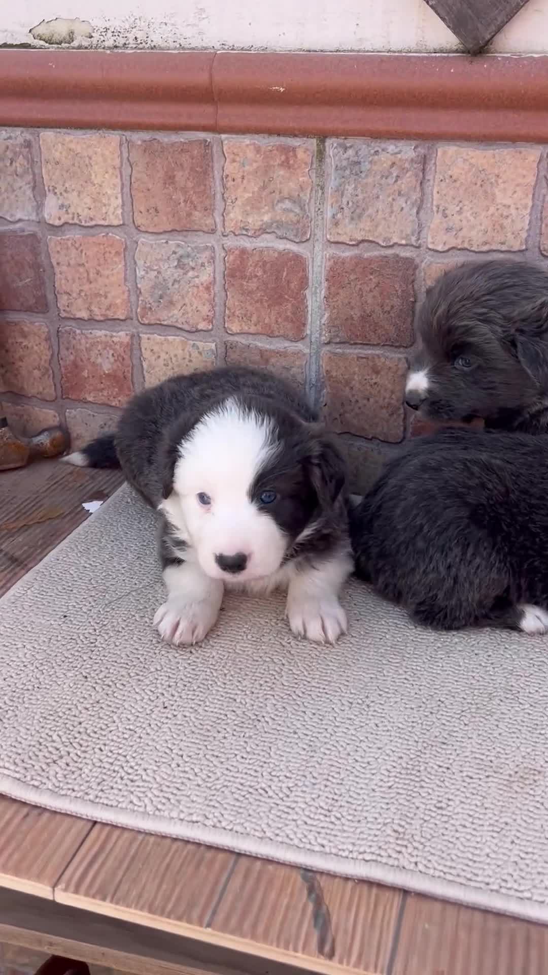 Border Collie perros en venta: Border collie Azules Máxima Calidad  - Video 1