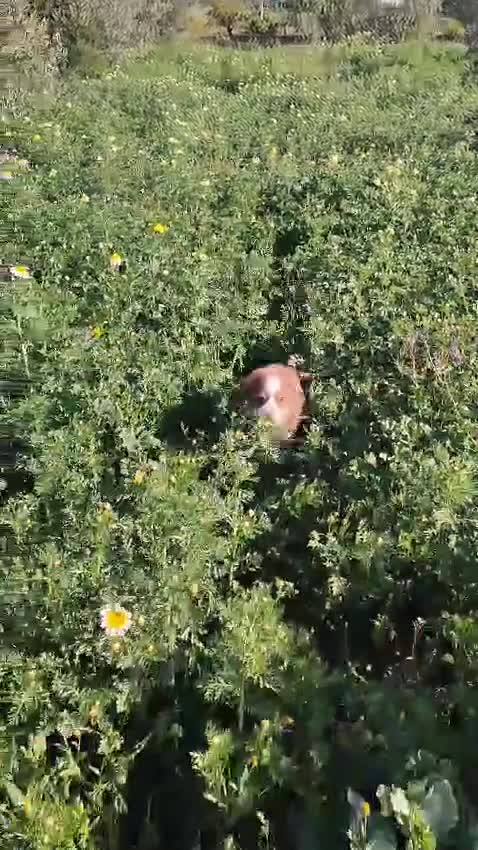 Pastor Australiano perros en venta: PASTOR AUSTRALIANO  - Video 1