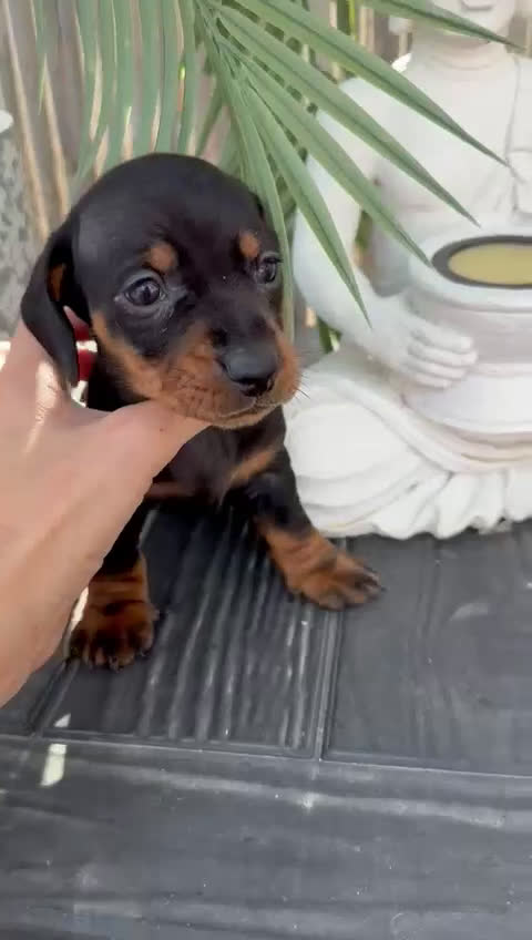 Teckel Miniatura perros en venta: Teckel miniatura  - Video 2