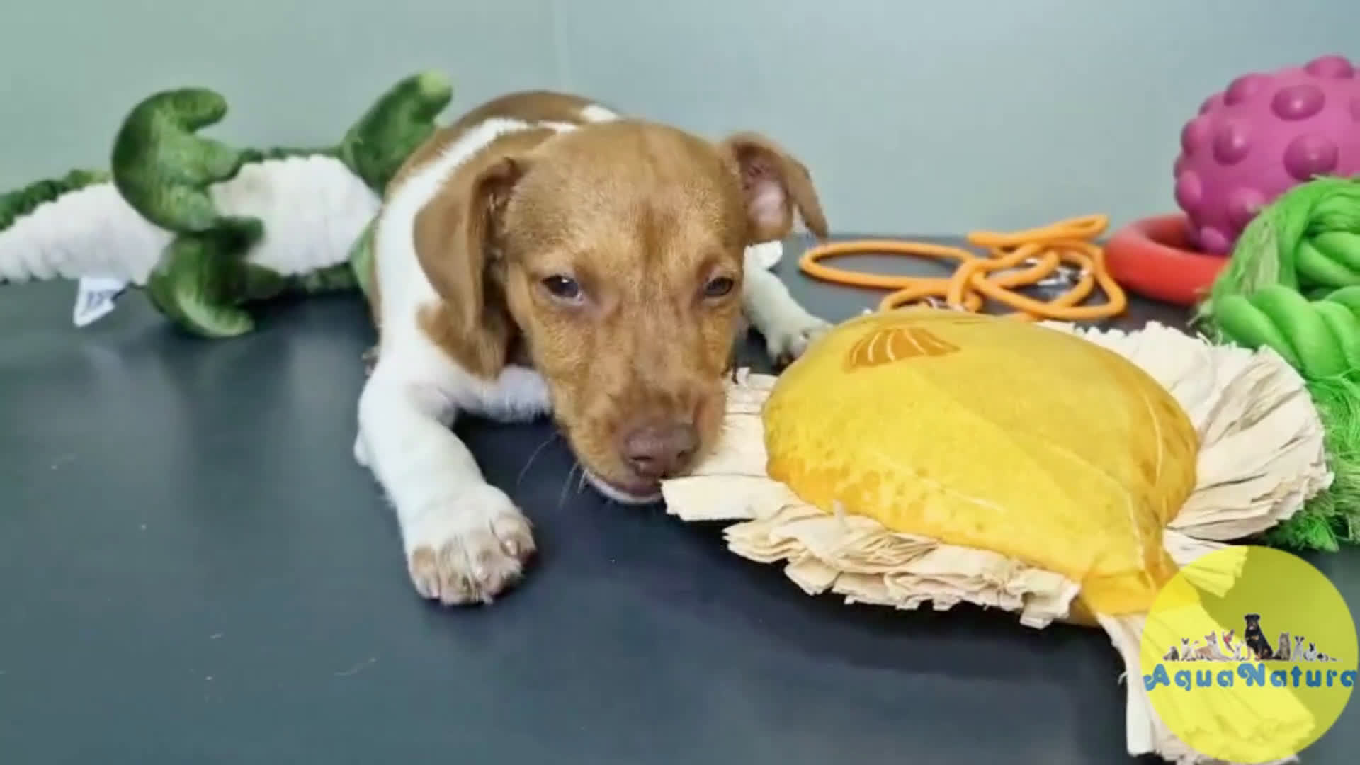 Jack Russell Terrier perros en venta: Jack Russel Macho JMU 7730 AQUANATURA - Video 1