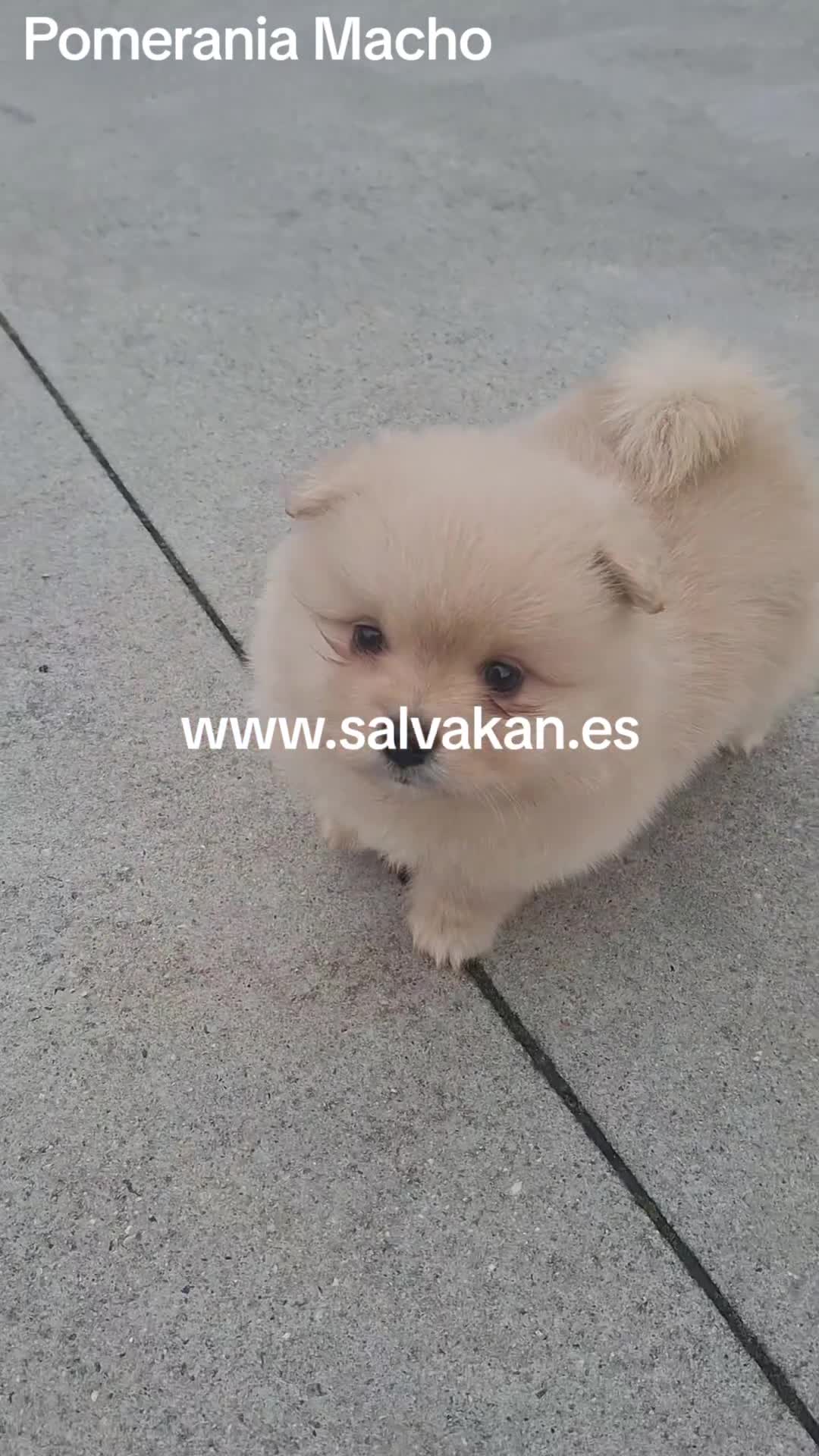 Pomerania perros en venta: Pomerania  - Video 2