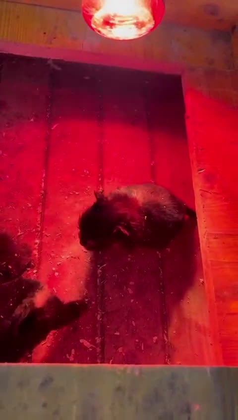 Pomerania perros en venta: Pomerania Black & Tan — Macho y Hembra” - Video 1