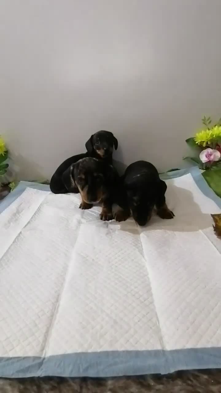 Teckel Miniatura perros en venta: Teckel mini  - Video 1