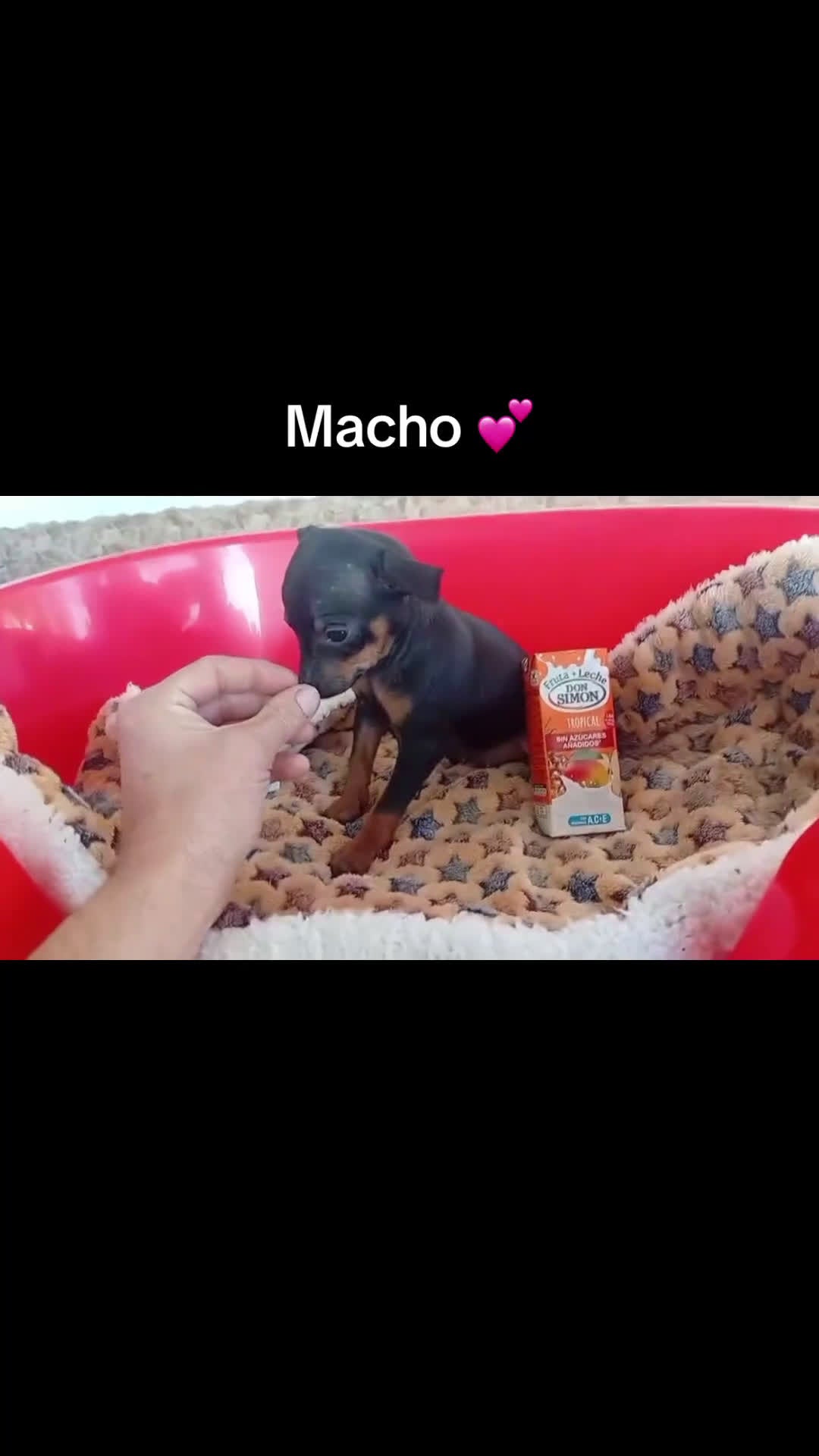 Chihuahua perros en venta: Chihuhua macho toy - Video 1