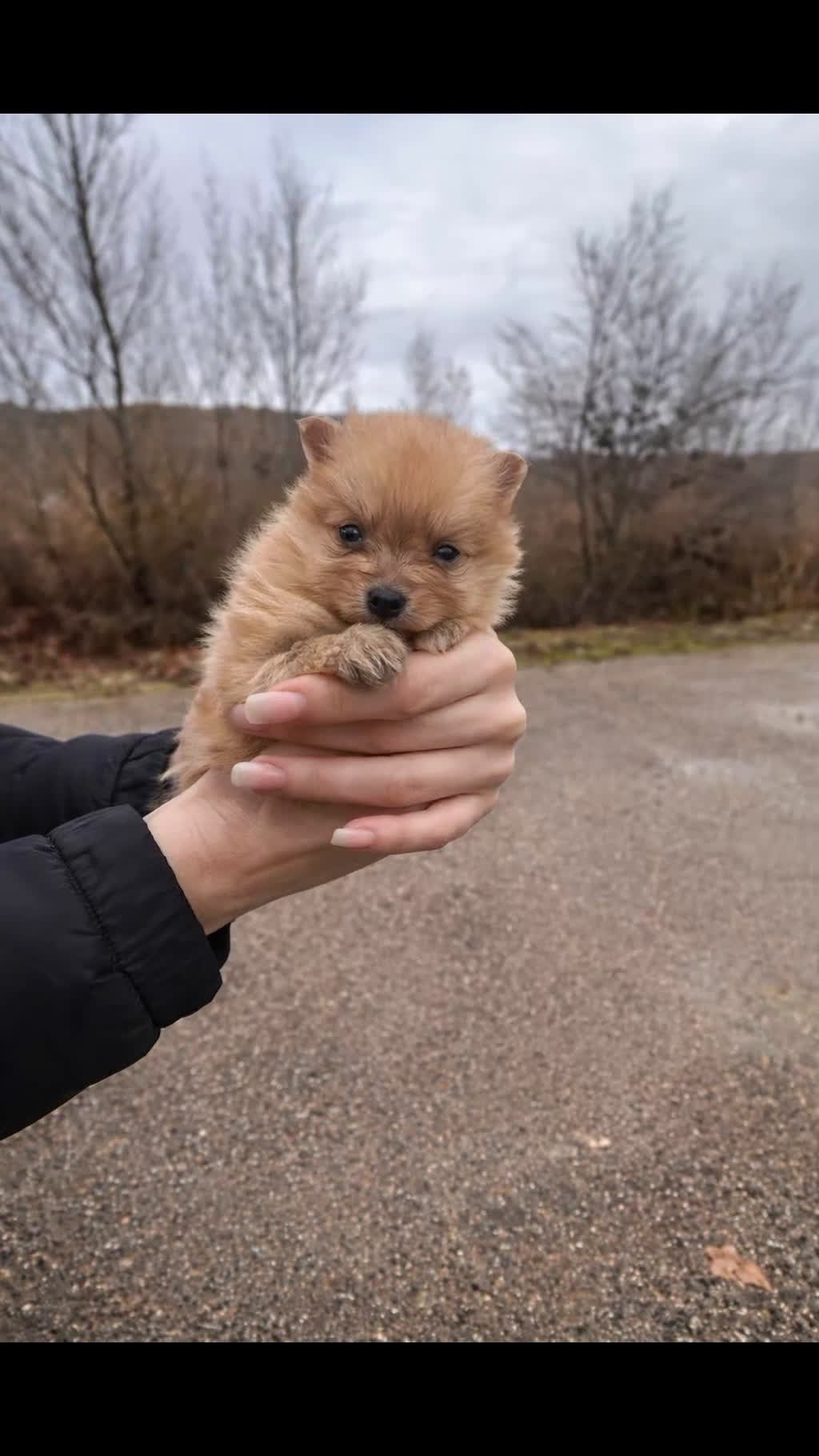 Pomerania perros en venta: Pomerania  - Video 2