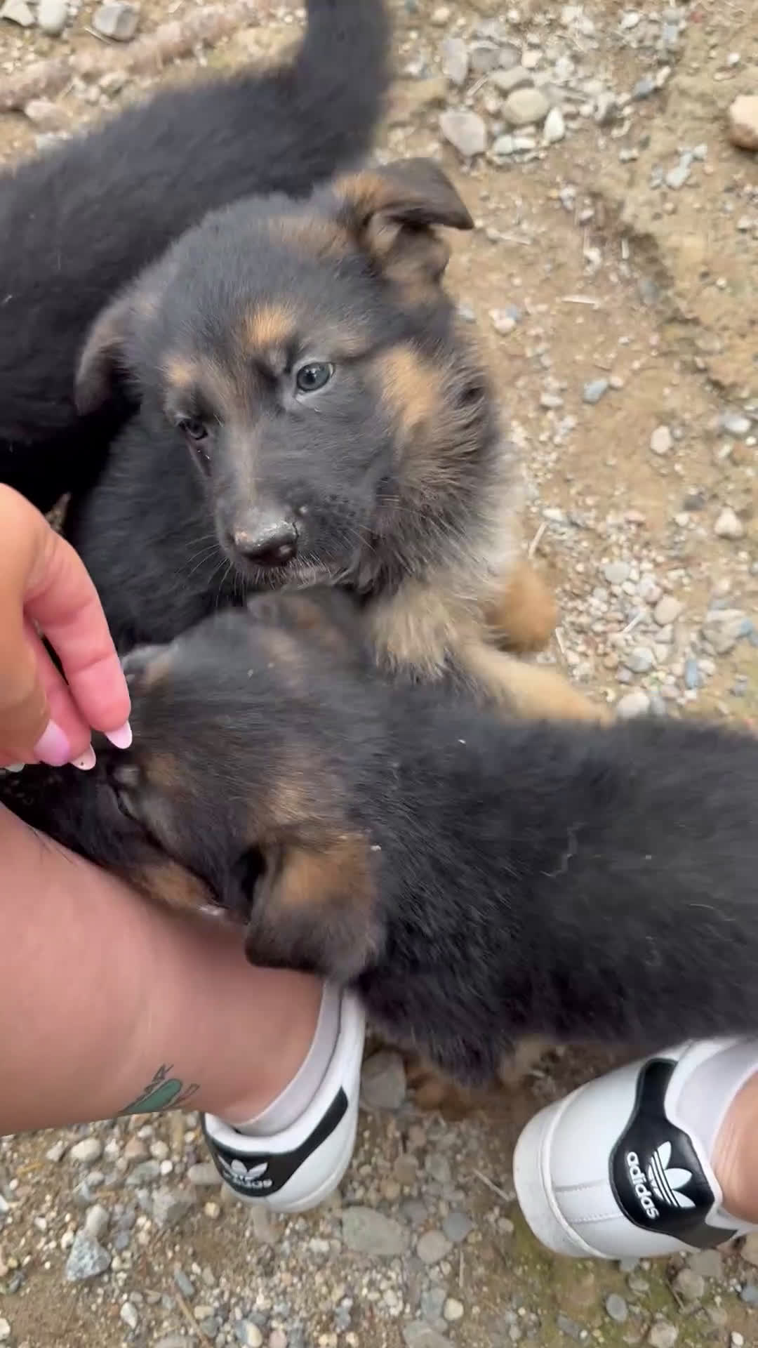 Pastor Alemán perros en venta: Pastor Aleman - Video 1