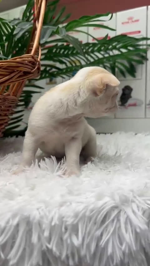 Chihuahua perros en venta: CHIHUAHUA MACHO - Video 1
