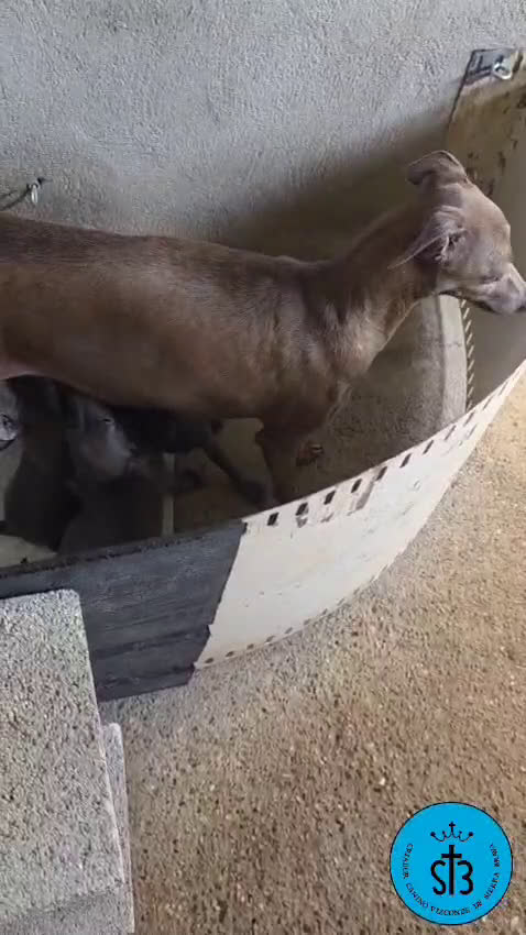 Pequeño Lebrel Italiano perros en venta: PICCOLO LEBREL ITALIANO PEDEGREE (LOE) - Video 2