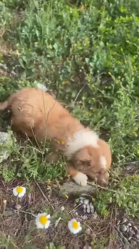 Pastor Miniatura Americano perros en venta: PASTOR AMERICANO MINIATURA - Video 2