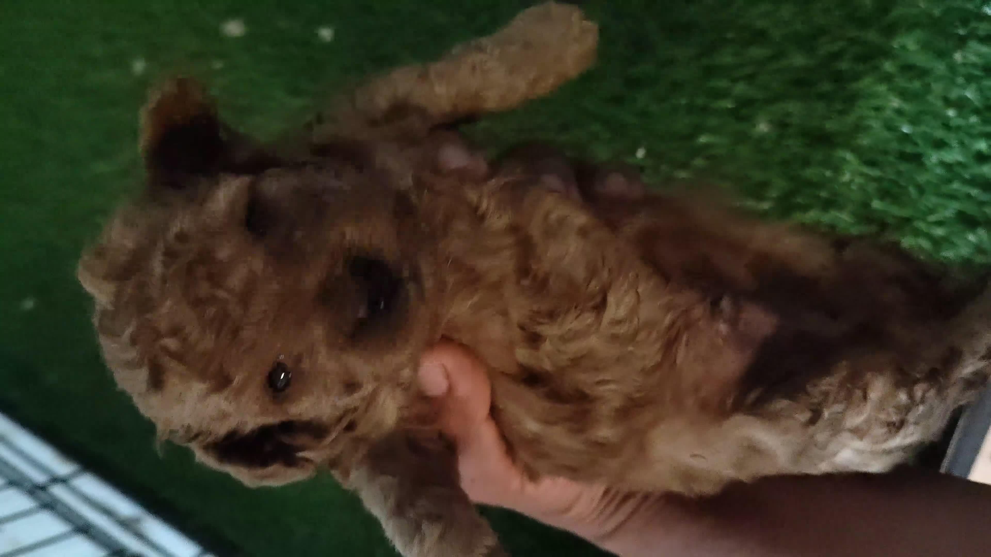 Caniche Toy perros en venta: Caniche rojo toy - Video 2